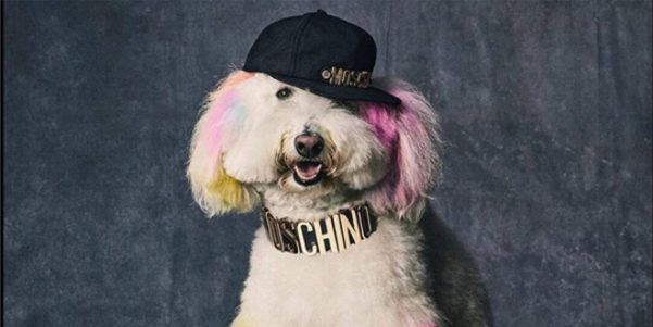 Louis Vuitton accessori di lusso per cani una linea super chic